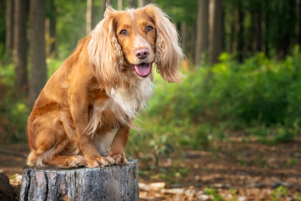 istock Golden tan and white working cocker spaniel portrait up close in a forest posing on a tree stump with an open mouth and very happy look 1438374361