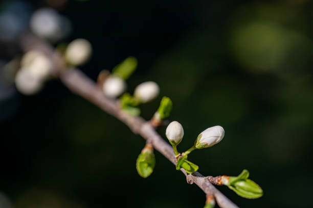 istock Prunus spinosa flower growing in meadow, close up 1438376373