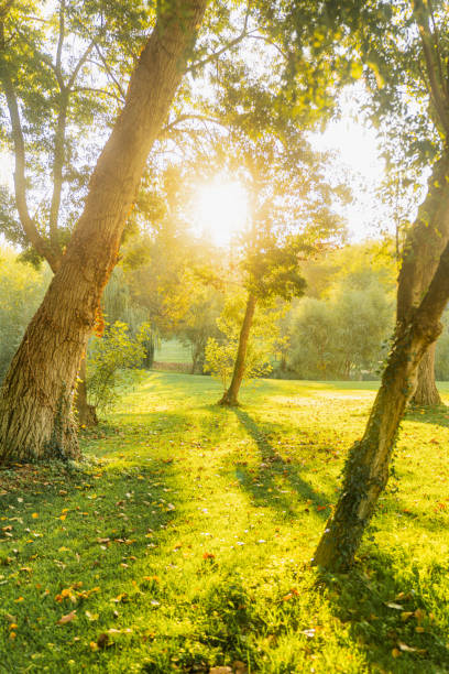 istock Tree Forest in Autumn Illuminated by Sunbeams 1438377680