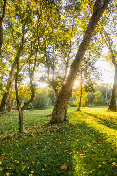 istock Tree Forest in Autumn Illuminated by Sunbeams 1438377693