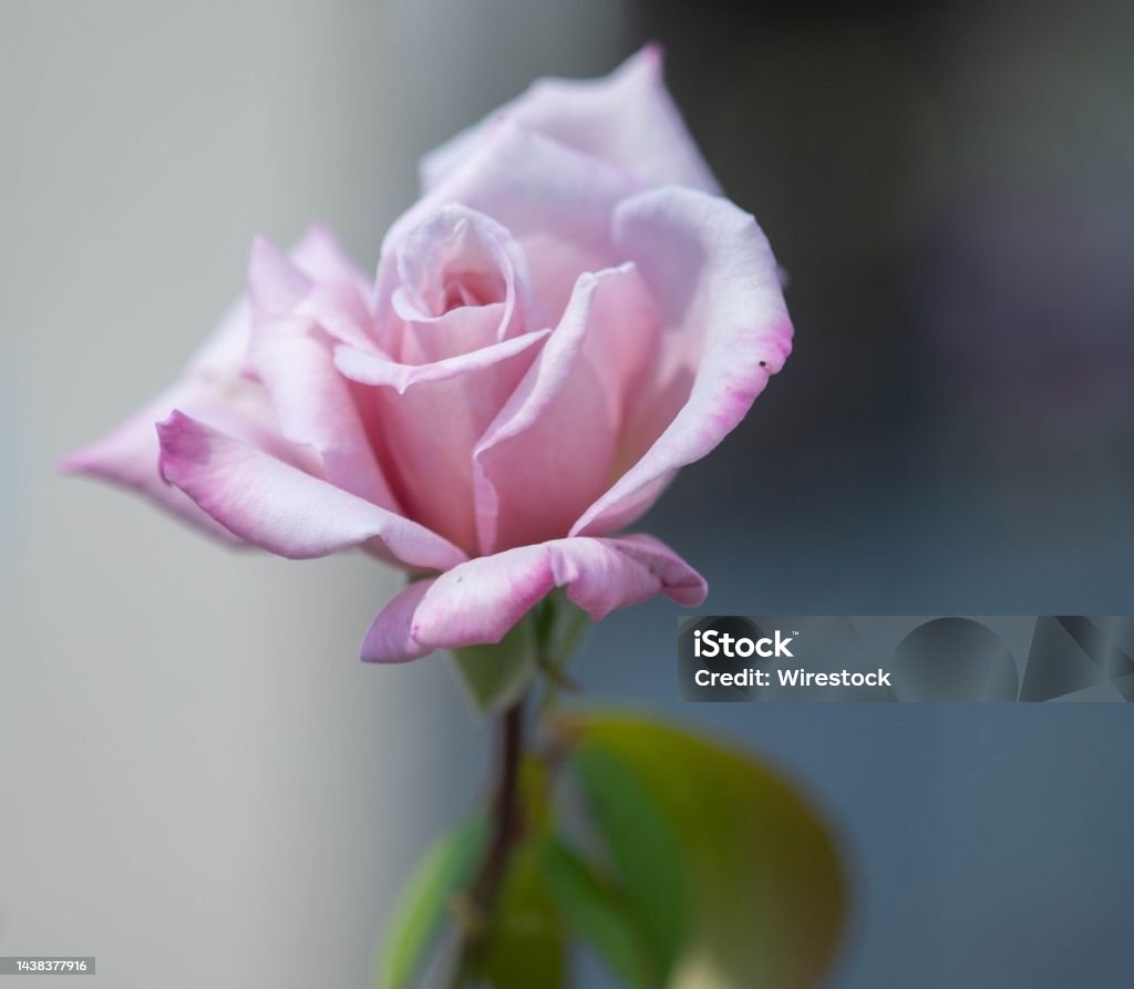 Primer Plano De Una Bonita Flor Rosa Rosa En Un Enfoque Poco Profundo Foto  de stock y más banco de imágenes de Aire libre - iStock