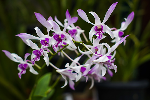 Dendrobium orchids in bloom are white and purple