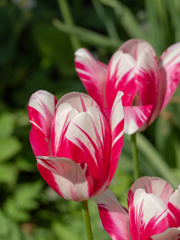 Beautiful blooming red and white flowers tulips close up in the garden