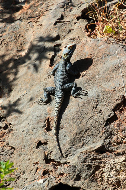 istock Roughtail Rock Agama, or Stellagama stellio lizard on a rock, Turkey 1438381850