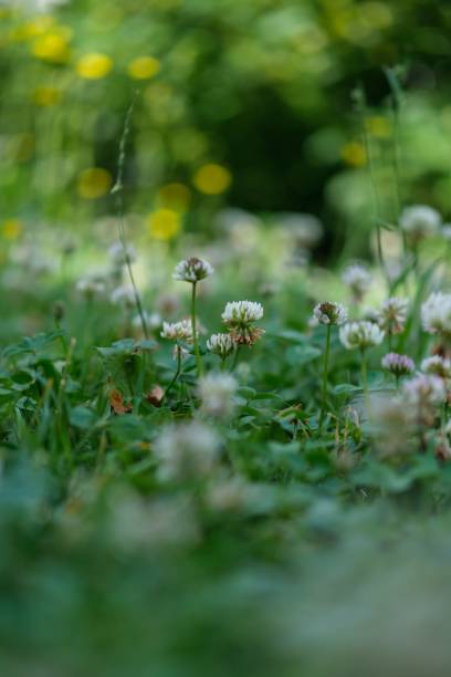 istock White clover plant in a selective focus in the field 1438382628