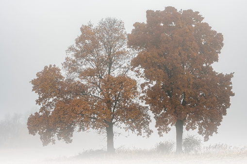 Autumn landscape of two trees in fog, Michigan, USA