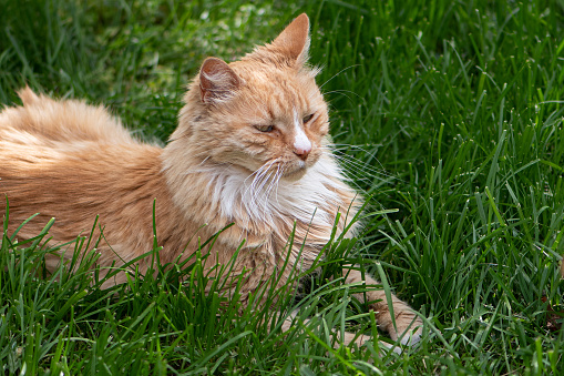 Maine Coon Cat in the Grass