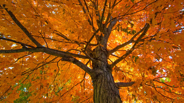 sugar maple tree in voller herbstfarbe - howard county, indiana - sugar maple stock-fotos und bilder
