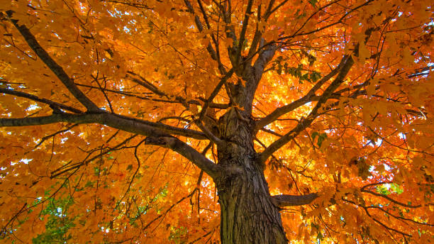 Sugar Maple Tree in full fall color-Howard County, Indiana