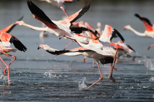 istock Flamingos in Portugal 1438384380