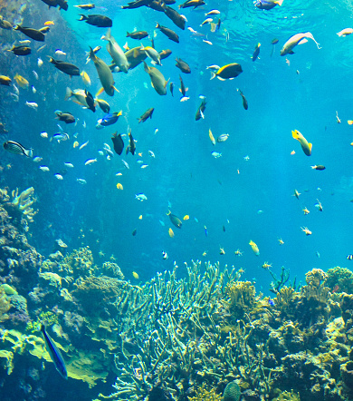 tropical fish swimming in blue ocean