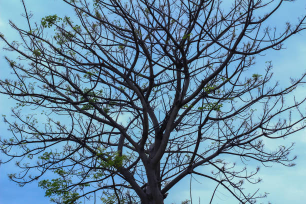 istock A lot of branched trees 1438385371