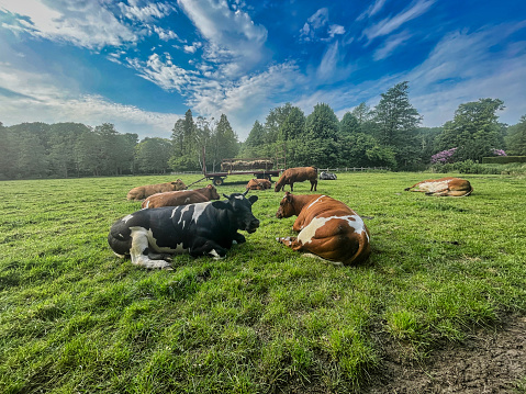 the hague, netherlands - may 17 2022: many cows are laying in a green dutch field eating grass with a blue sky with vibrant clouds