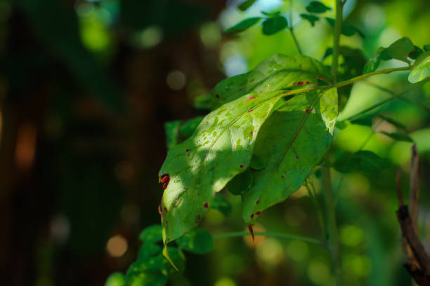 istock the background is blurry and only this leaf is visible 1438385685