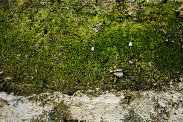 istock Moss on the fence 1438387286