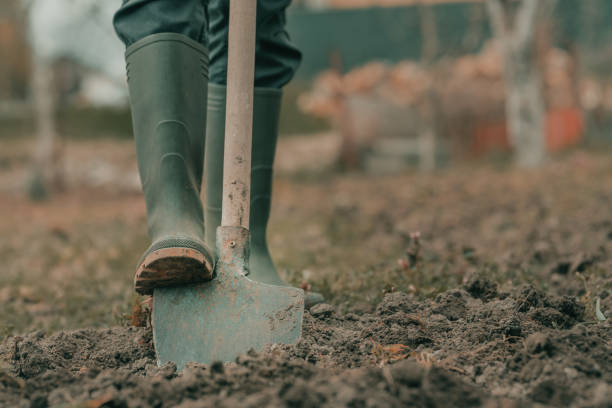 istock Farmer in rubber boots using spade gardening equipment in garden 1438388345