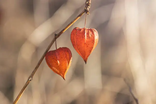 pair of physalis on a background of autumn grass,macro