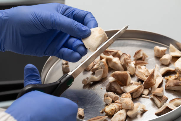istock Mushrooms cut into peaces for science research 1438389481