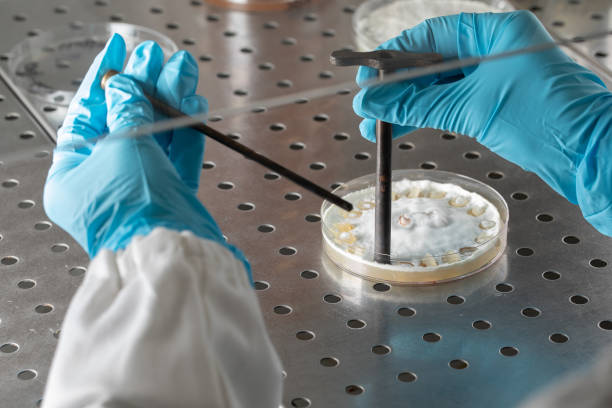 istock mycelium explants from agar grown mold under sterile hood 1438389999