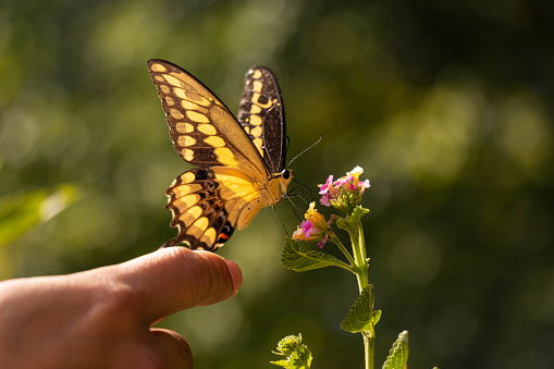A finger reaches out and touches a yellow butterfly resting on a tiny flower