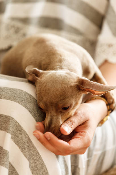 istock Little dog eats food from hand 1438391416