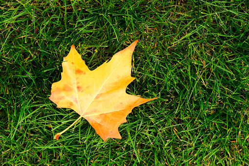 Yellow maple leaf on green grass