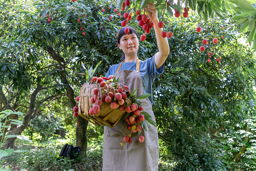 An Asian woman farmer picked red ripe lychees under the lychee tree