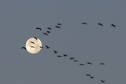 flock of cranes (grus grus) flying in front of full moon at dawn