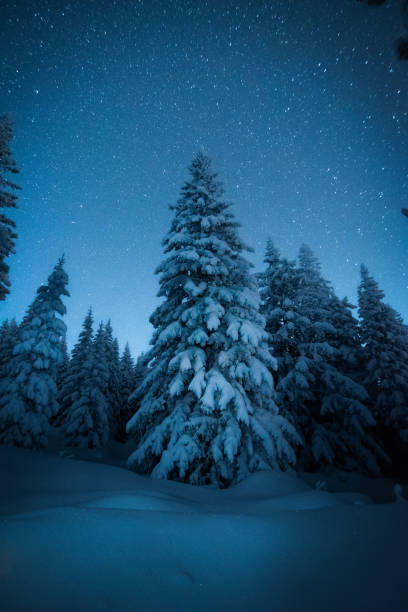 istock Snow-covered spruce tree in winter forest under the starry night sky 1438392978