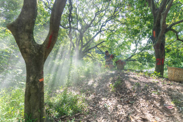 An Asian female farmer walks out of a foggy forest with lychees