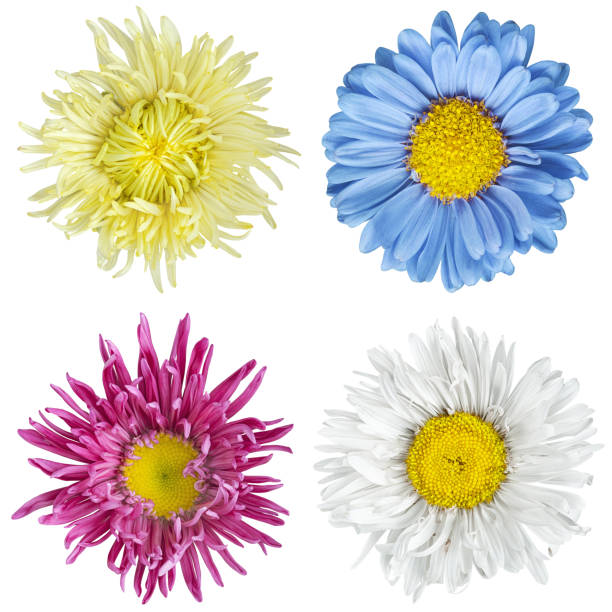istock flowers pattern for designer on white isolated background.chamomile, dahlia and wild flower. medical and beauty industry. 1438393763