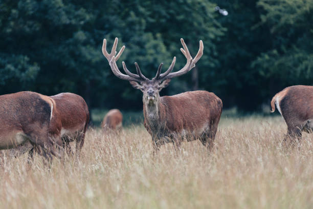 istock Male deer looking at camera 1438394157