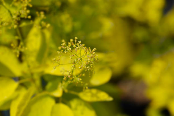 Smoke tree Golden Spirit Smoke tree Golden Spirit flower buds - Latin name - Cotinus coggygria Golden Spirit smoke bush blooming stock pictures, royalty-free photos & images