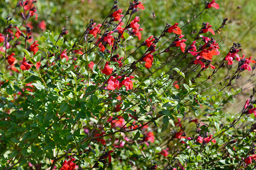 Salvia microphylla, also known as Baby sage, Graham’s sage and Balckcurrent sage, is a perennial shrub, which flowers heavily in late spring to summer and again in autumn. The flowers are bi-colored; white with red on the bottom half of the lower lip. The color of some species can be all white, all red or other colors.