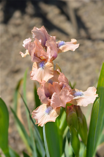 Standard Dwarf Bearded Iris Chanted flowers - Latin name - Iris Chanted