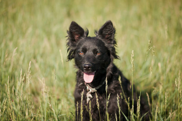 Dog Portrait Outdoors