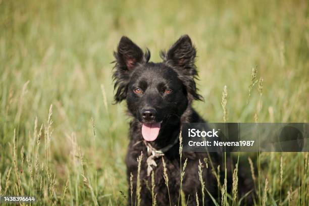 Dog Portrait Outdoors Stock Photo - Download Image Now - Animal, Animal Family, Bizarre