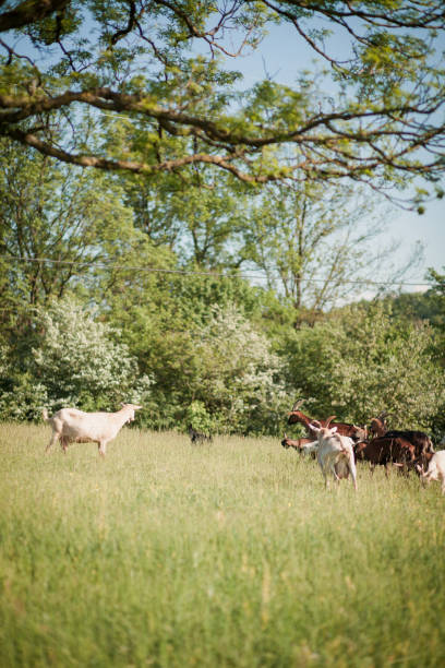 istock Group of goats on grassy landscape 1438397153