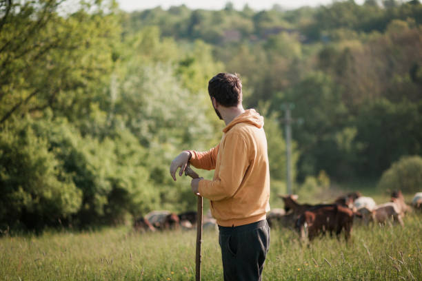 istock Young Shepherd With Herd Of Goats 1438397303