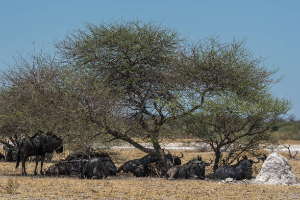 istock Wildebeest, Connochaetes in the shade of a tree, Botswana 1438397837