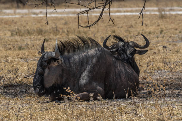 istock Wildebeest, Connochaetes in the shade of a tree, Botswana 1438397839