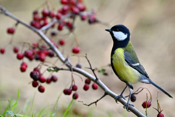 istock Great tit in autumn (Parus major) 1438397927