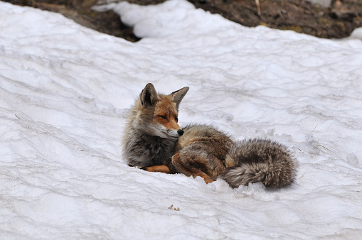 Red fox in winter (Vulpes vulpes)