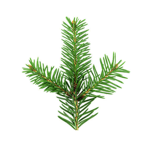 istock Fir tree branch isolated on white background. 1438398386