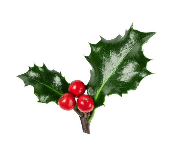 istock Holly berries branch isolated on white background. 1438398387