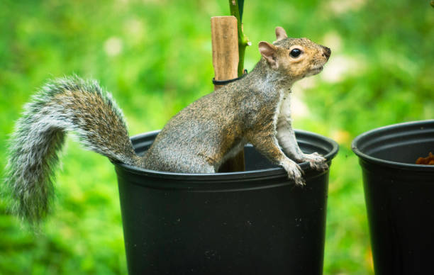 istock Squirrel In the Garden 1438400926