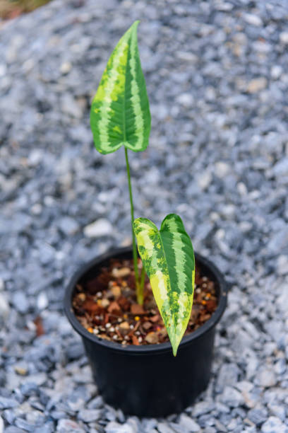 istock Schismatoglottis Wallichii Variegated in the pot 1438401948