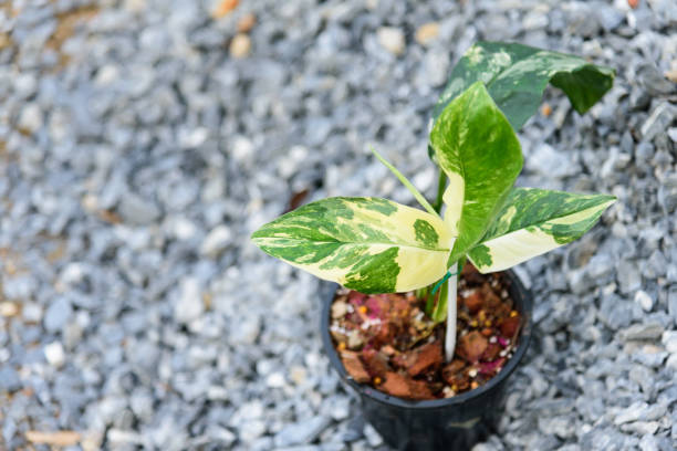 istock monstera lechleriana variegated in the pot       / 1438401968