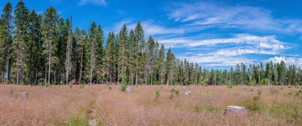 istock Scenic summer forest with meadow, many spruce stubs. Wide panorama, blue sky with white clouds 1438403762