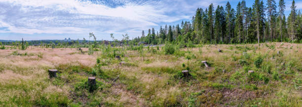 istock Scenic summer forest with meadow, many spruce stubs. Wide panorama, blue sky with white clouds 1438403864